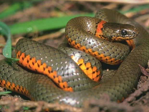 Serpente