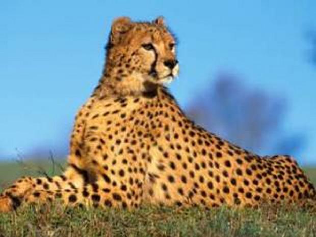 Chita