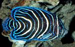 Peixe-anjo-imperador <i>(Pomacanthus imperator)</i>