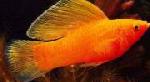 Molly  <i>(Poecilia latipinna)</i>