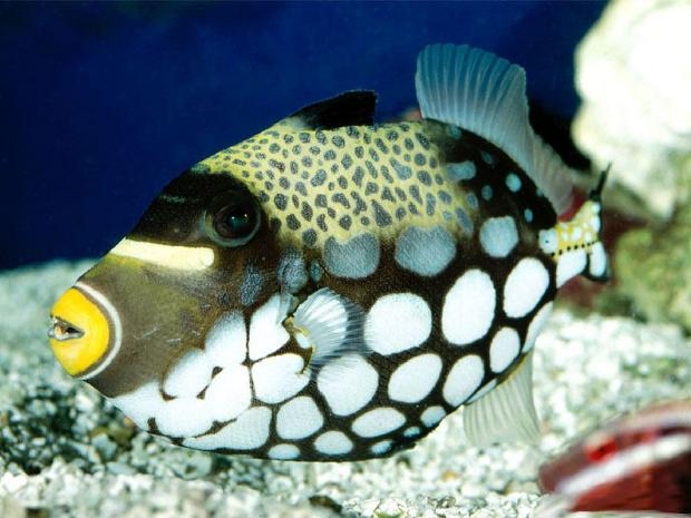 Peixe-porco-palhaço