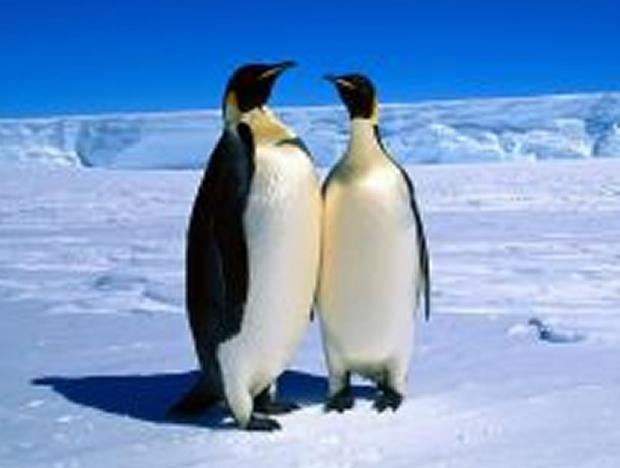 Pinguins