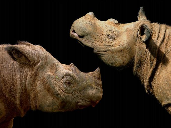 Rinocerontes de Sumatra