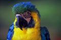 Arara