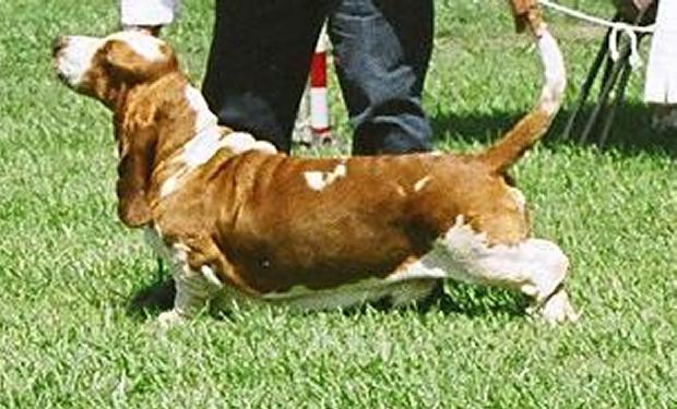 Basset hound