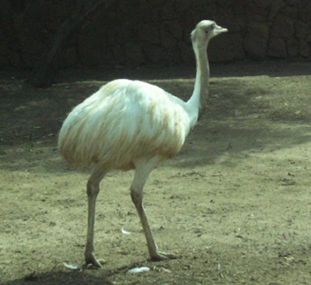 Nandu