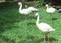 Flamingos