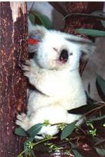Koala branco raro encontrado doente