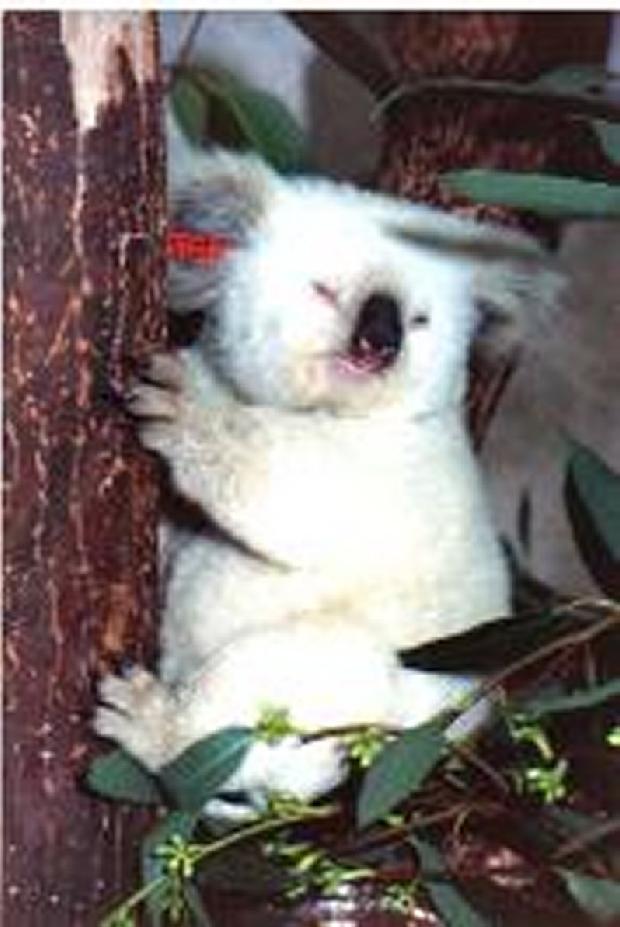 Koala branco