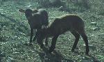 Animais de quinta