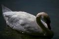 Cisne