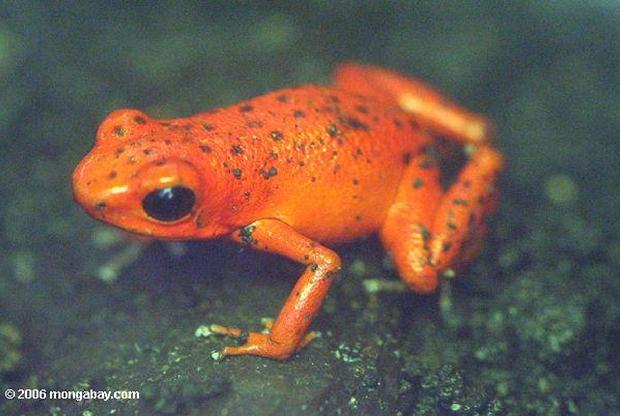Sapo vermelho
