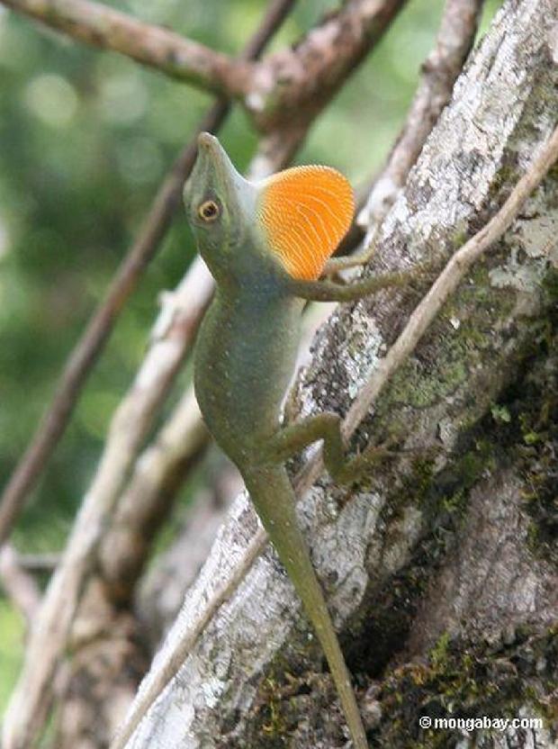 Lagarto de Anole