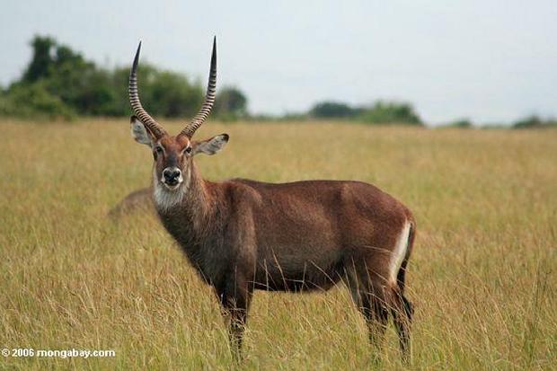 Antilope