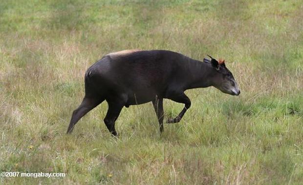 Duiker