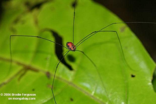 Aranha