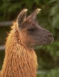 Lama