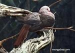 Aves