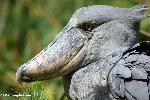 Aves