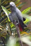 Papagaio-Cinzento-do-Congo
