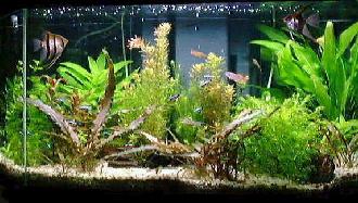 Plantas no aquário