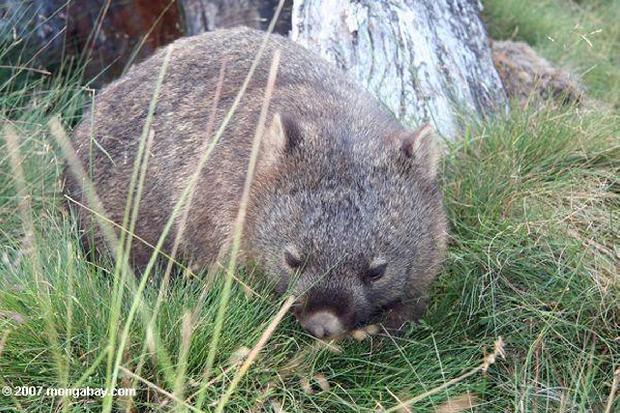 Wombat