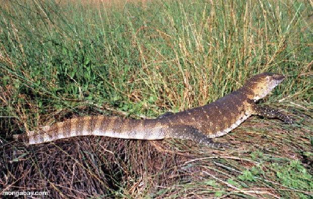 Lagarto monitor do Nilo