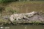 Crocodilo Americano