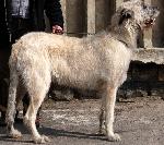 Cães