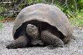 Tartaruga das Galápagos