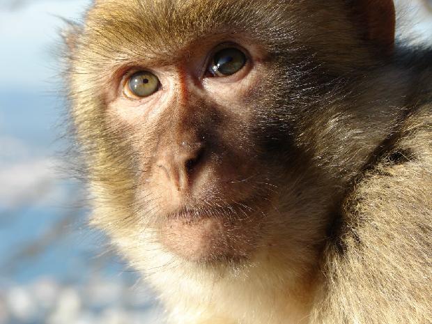 Macaco-de-Gibraltar