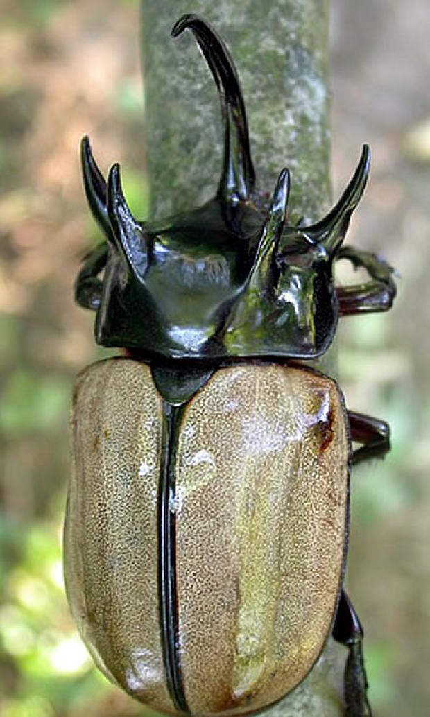 Escaravelho rinoceronte