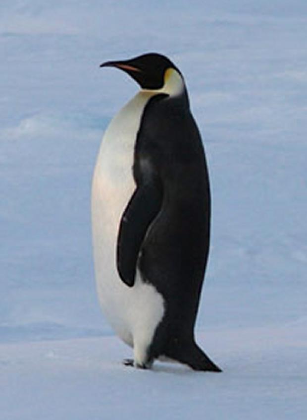 Pinguim-de-magalhães