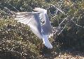 Gaivota