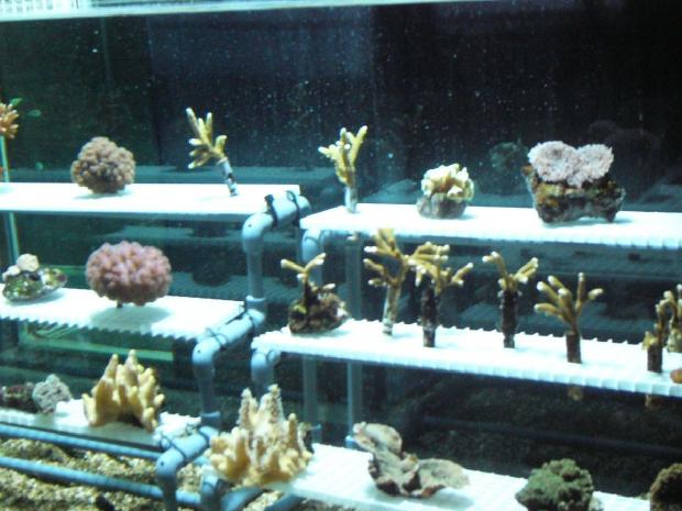 Corais - Oceanário de Lisboa