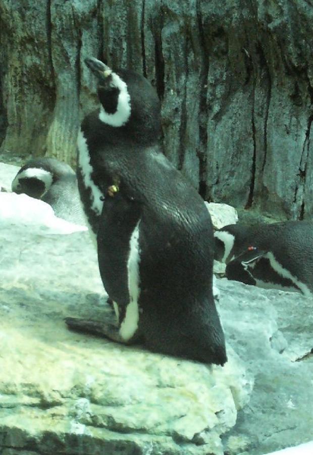 Pinguim