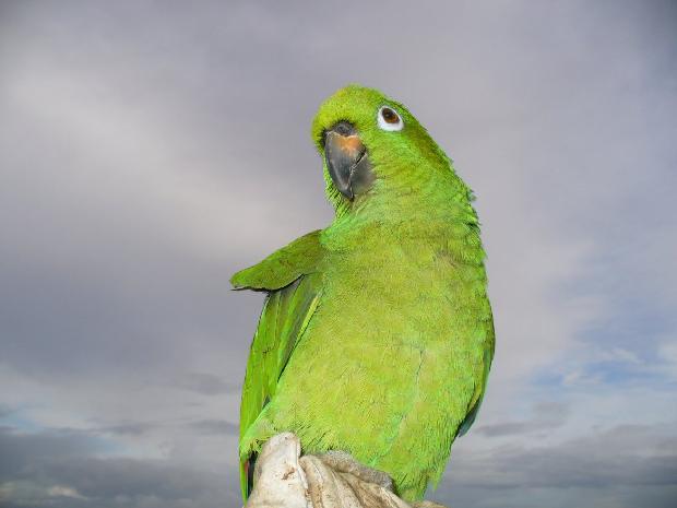 Papagaio - Voo livre