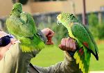 Aves