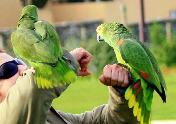 Papagaios - Voo livre