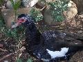 Pato-mudo