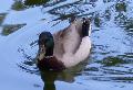 Pato-real