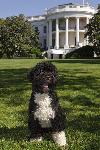Detido suspeito de querer sequestrar cães dos Obama