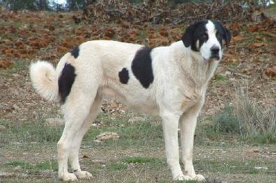 Cão de Gado Transmontano