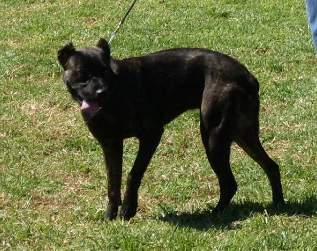Cão de Fila de São Miguel