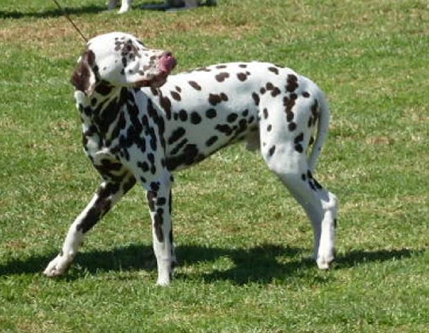 Dálmata