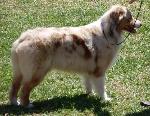 Cães