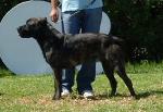 Cães