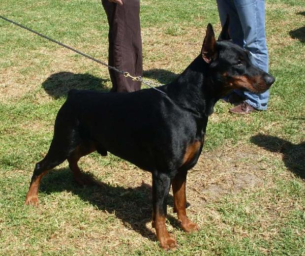 Doberman