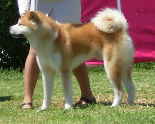Akita Inu