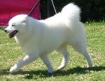 Cães